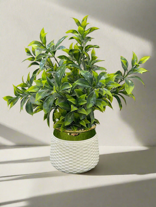 Artificial Ruscus or Nageia Foliage Arrangement in White Pot