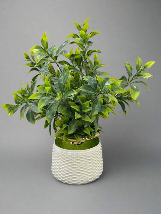 Artificial Ruscus or Nageia Foliage Arrangement in White Pot